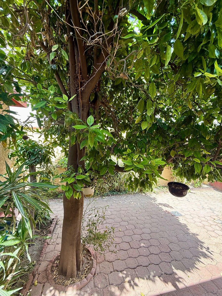 14 de 17: Terraza con Árbol del Naranjo