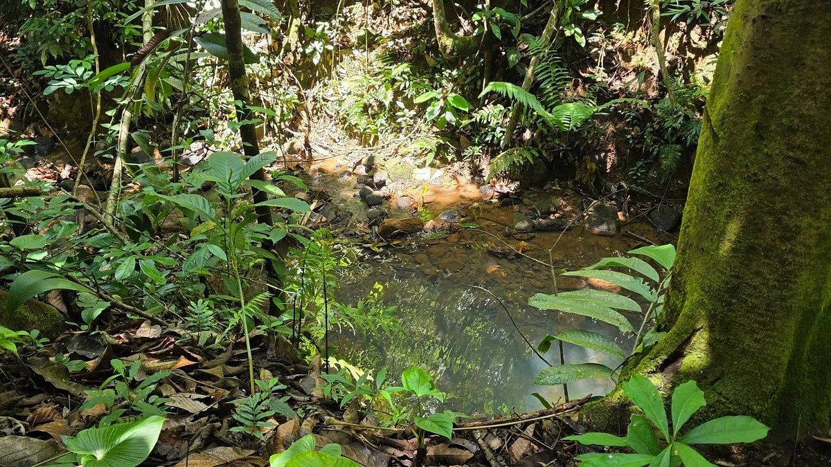 Finca en Pérez Zeledón, foto 2 de 18