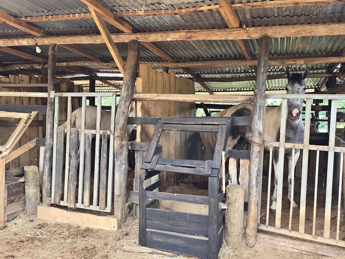 Finca en Pérez Zeledón, foto 10 de 18