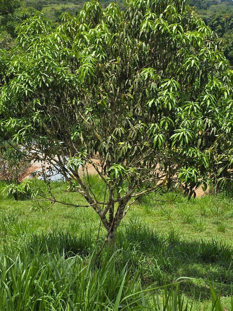 Finca en Pérez Zeledón, foto 15 de 18