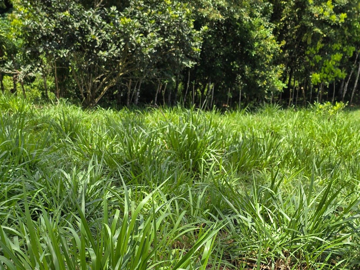Finca en Pérez Zeledón, foto 17 de 18