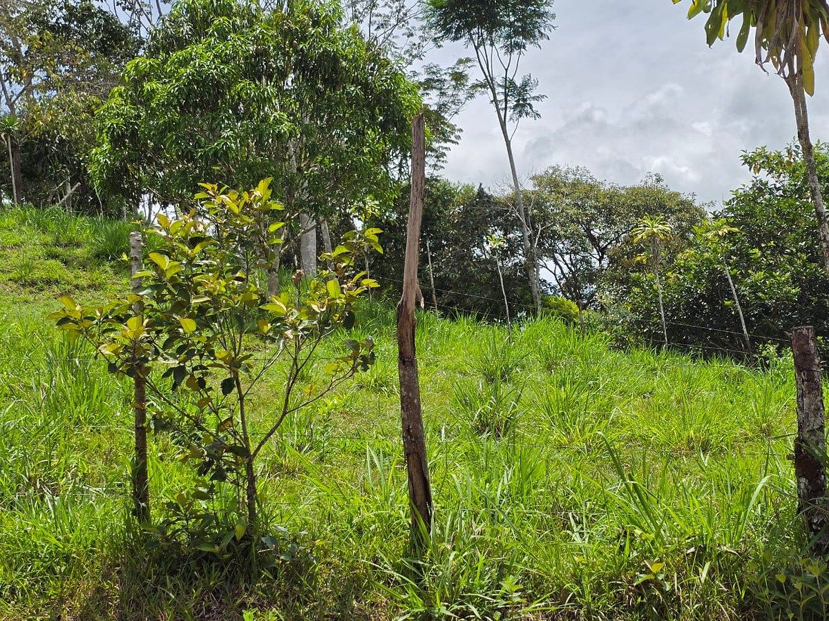 Finca en Pérez Zeledón, foto 18 de 18