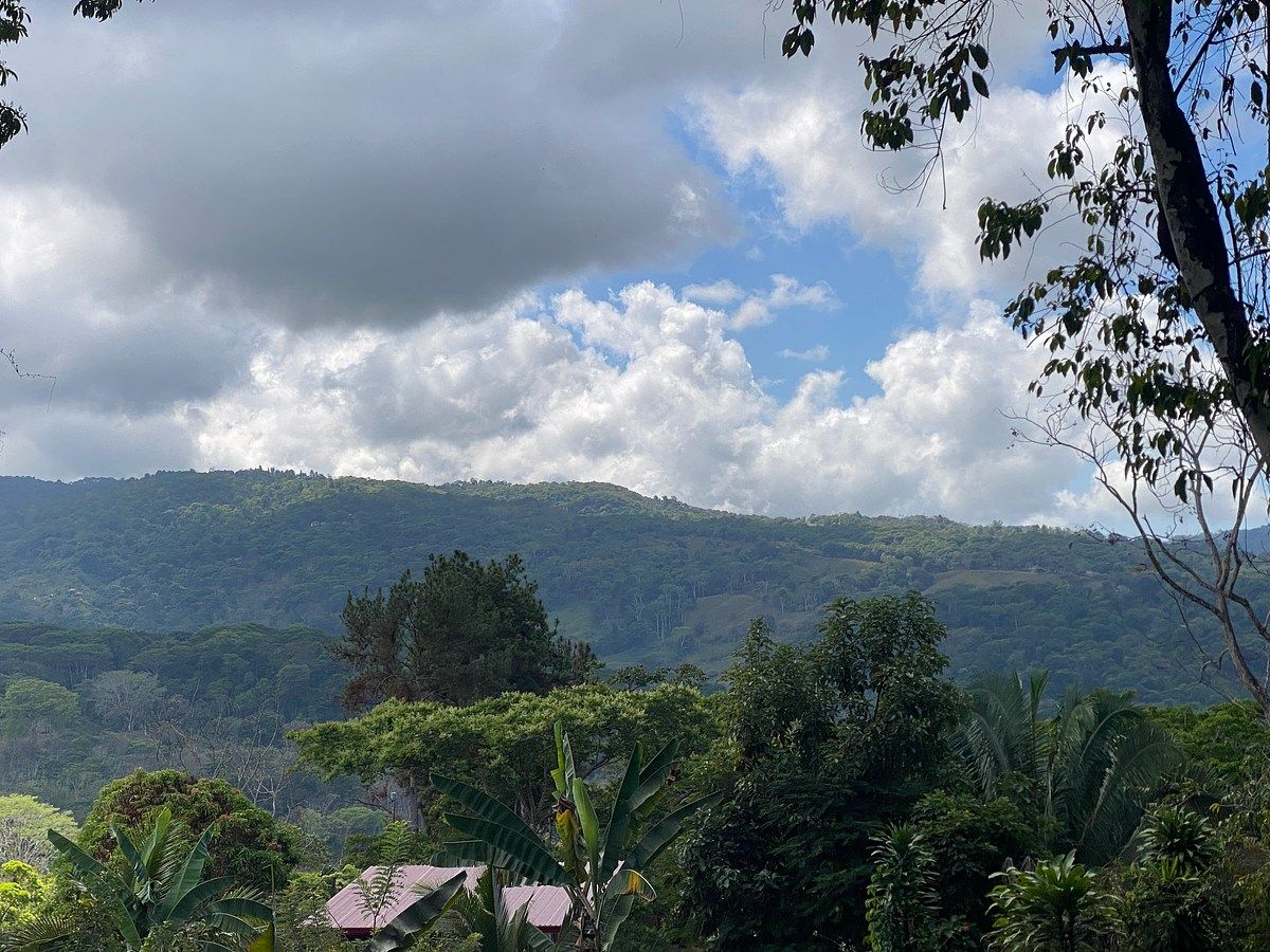 Platanillo 1.5 Acre Jungle Lot for Sale