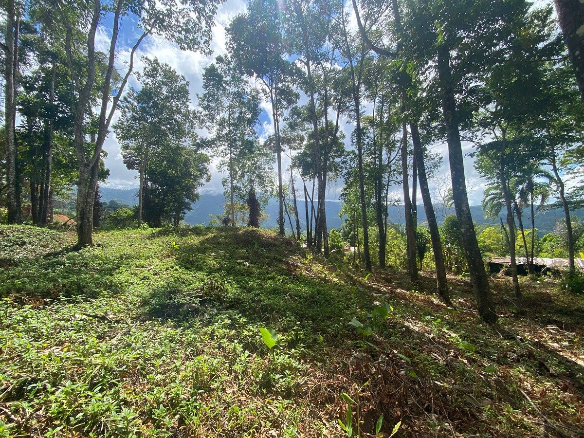 Platanillo Jungle Residential &amp; Commercial 0.5 Acre Land in Cooler Climate