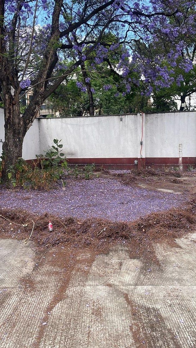 Apartamento em Del Carmen, Coyoacán, foto 9 de 13