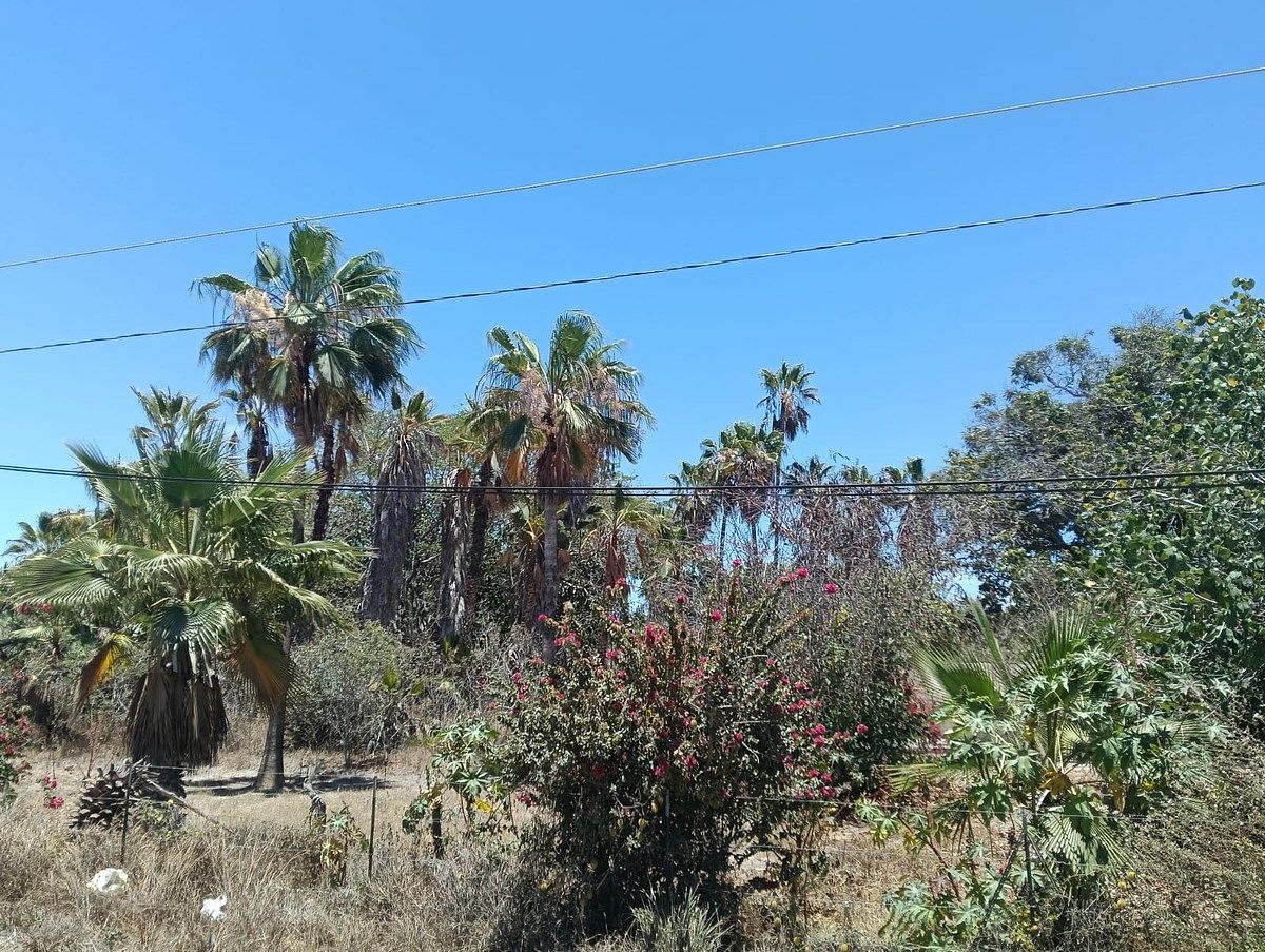 Lote em Cabeza Blanca, Todos Santos, foto 4 de 9