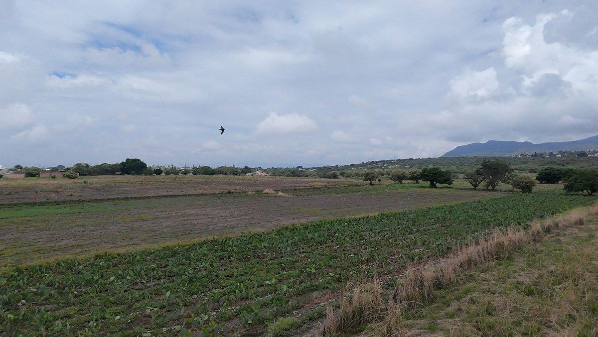 Lote em San Juan Texcalpan, Atlatlahucan, foto 5 de 16