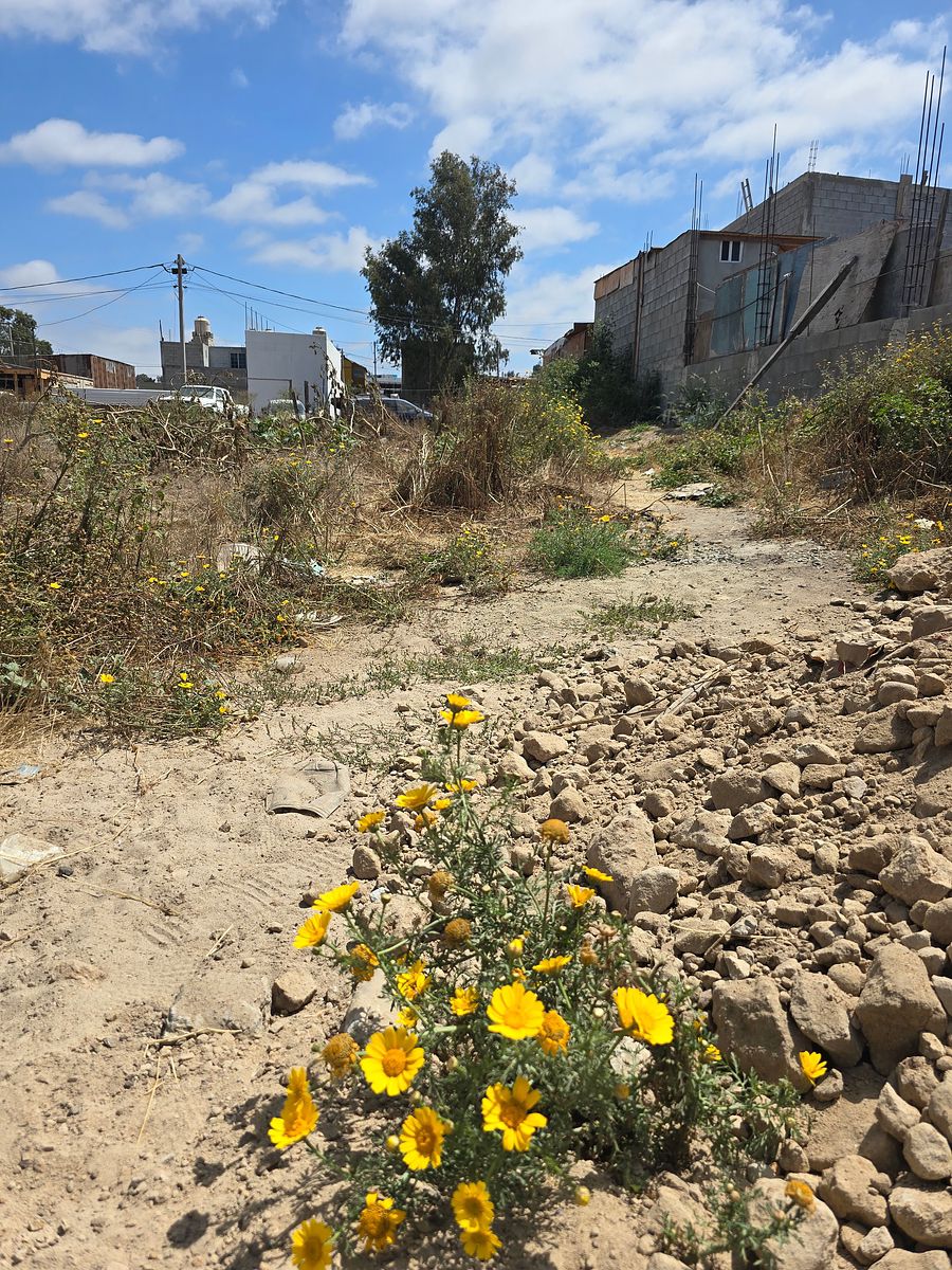 Terreno à venda em La Gloria, Tijuana, foto 1 de 7