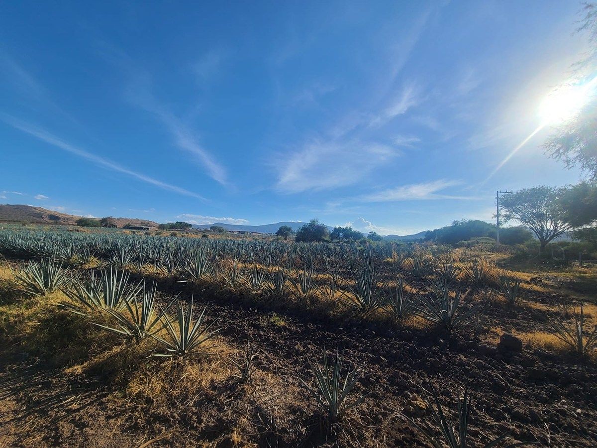 Lot in Cajititlán, Tlajomulco de Zúñiga, photo 6 of 14