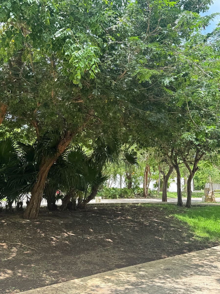 Lote em Parque Natura, Mérida, foto 4 de 11