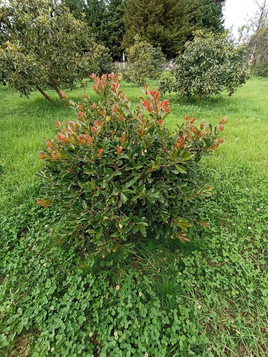 Terreno en Mesas de Dolores, Valle de Bravo, foto 7 de 12