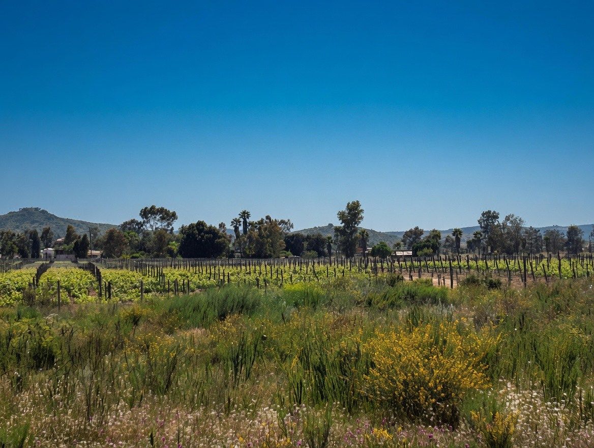 Terrenos 2,500 m2 · Ruta del Vino Valle de Guadalupe · Certeza Juridica