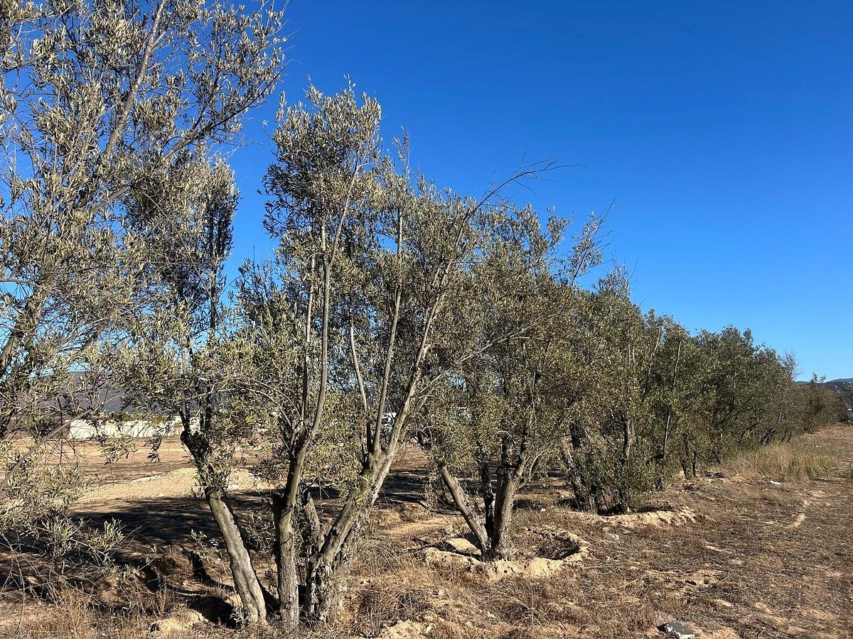 Terreno en El Porvenir, Ensenada, foto 6 de 9