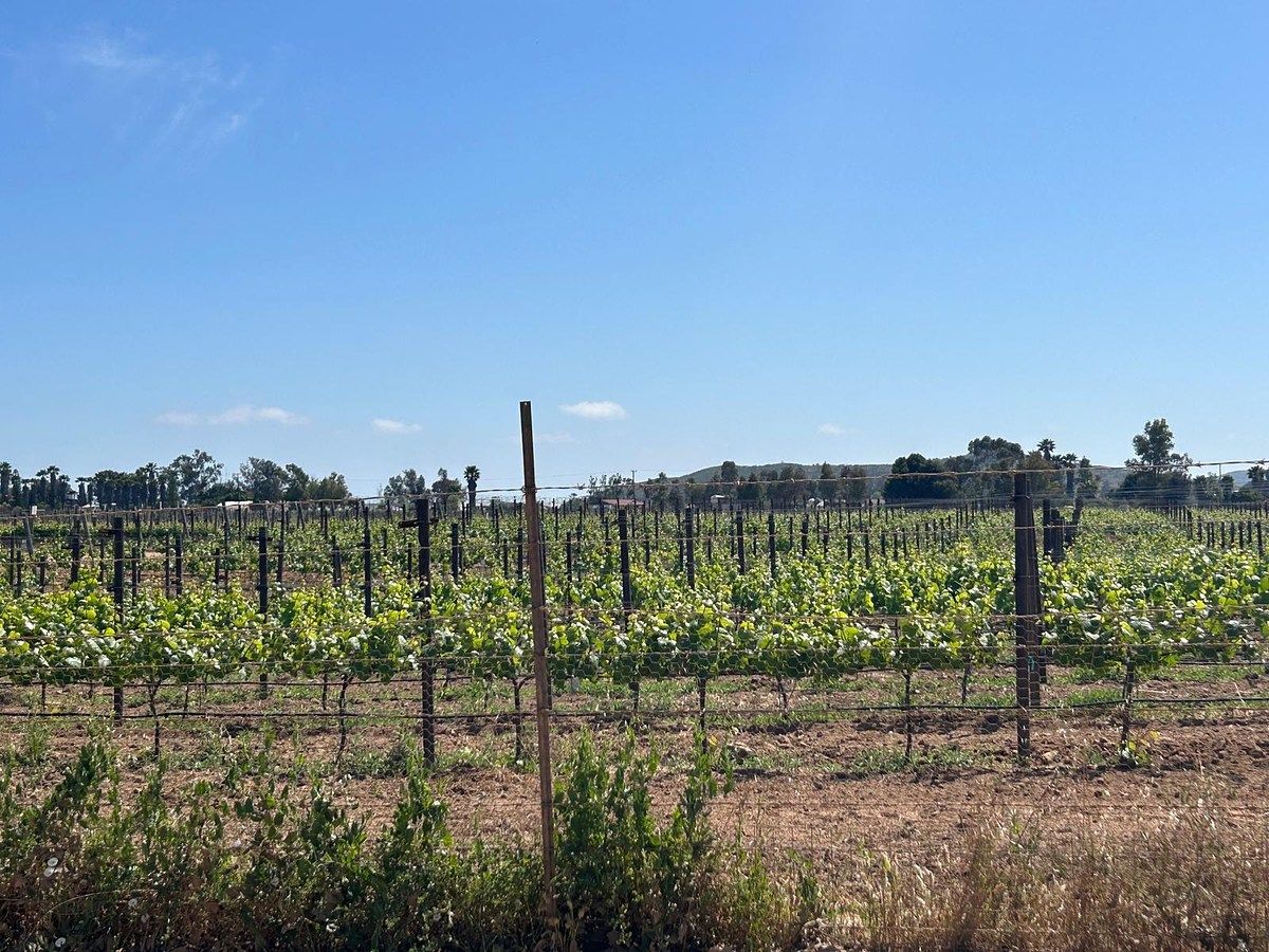 Terreno en El Porvenir, Ensenada, foto 8 de 9