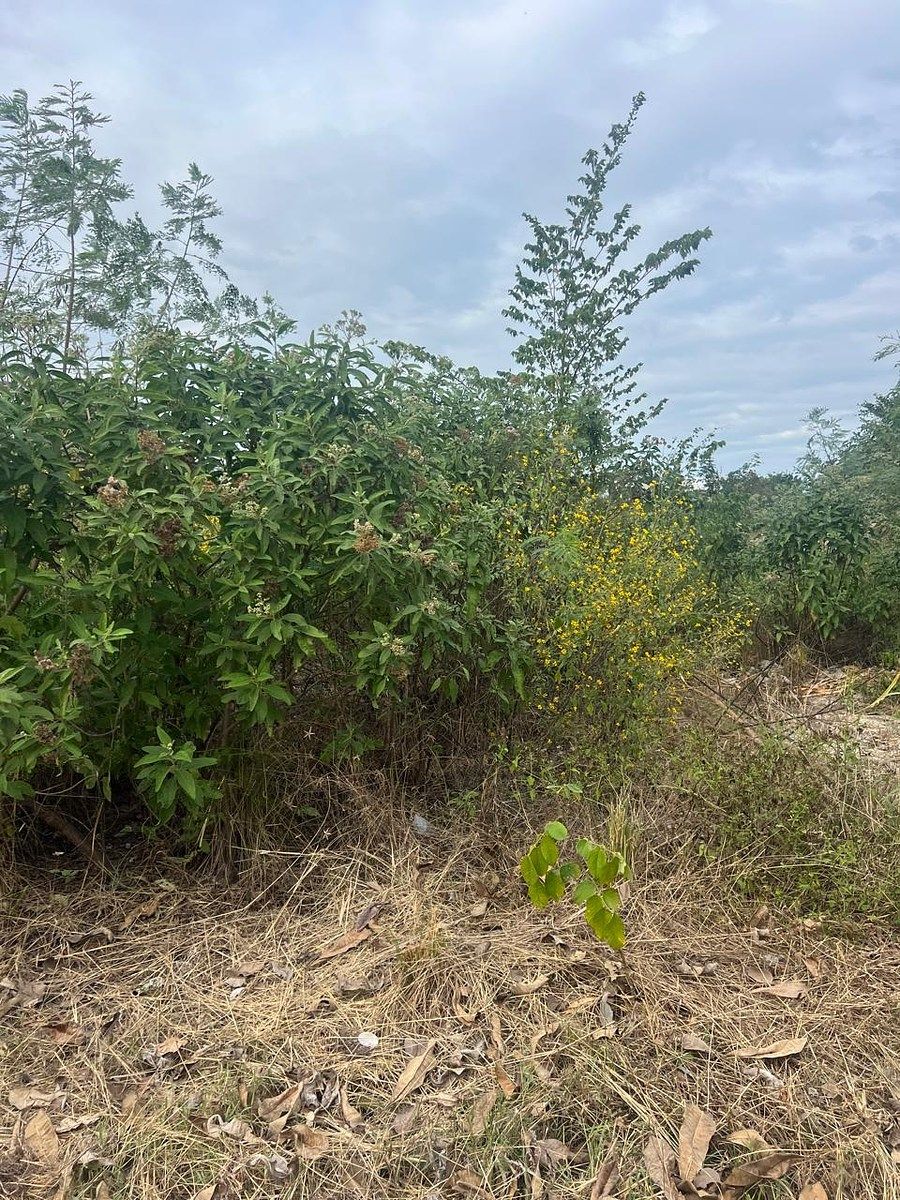 Lote em Komchen, Mérida, foto 7 de 20