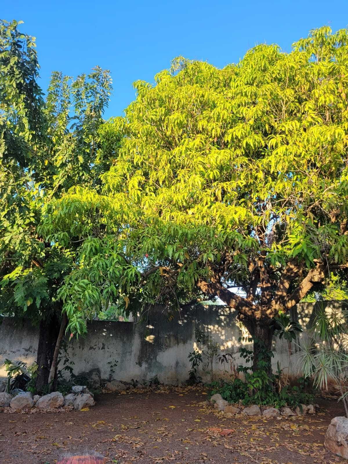 Casa em Mérida Centro, Mérida, foto 46 de 50