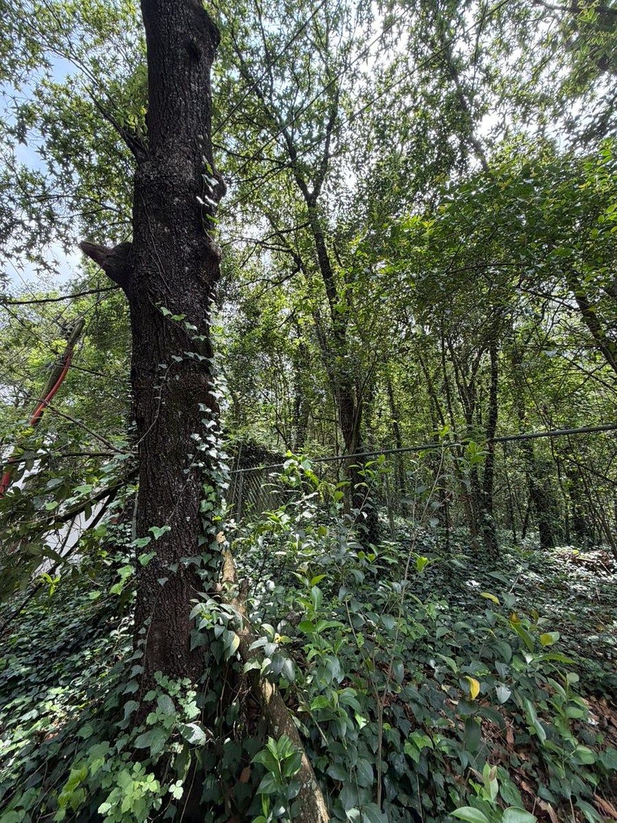 Lot in Bosques de San Ángel Sector Palmillas, San Pedro Garza García, photo 7 of 15