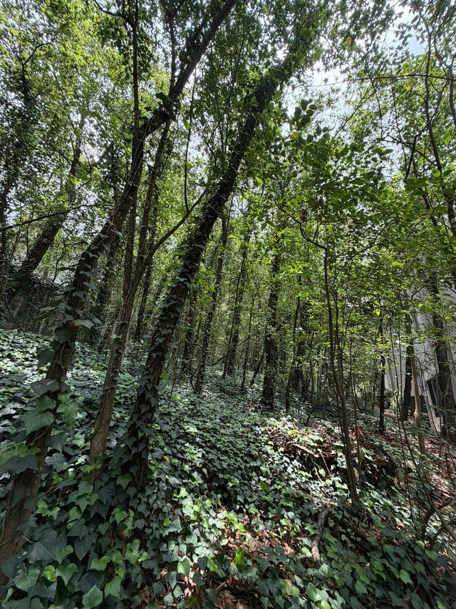 TERRENO EN VENTA, BOSQUES DE SAN ANGEL SECTOR PALMILLAS, SPGG, photo 1 of 15