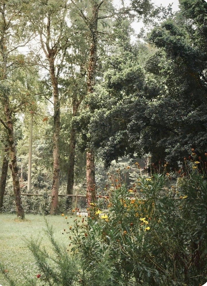 Departamento en Camino al Volcán, Pucón, foto 4 de 23