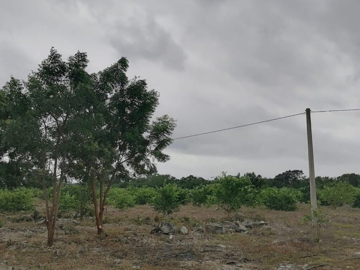 23-hectare farm for sale in Yobaín, Yucatán, photo 1 of 16