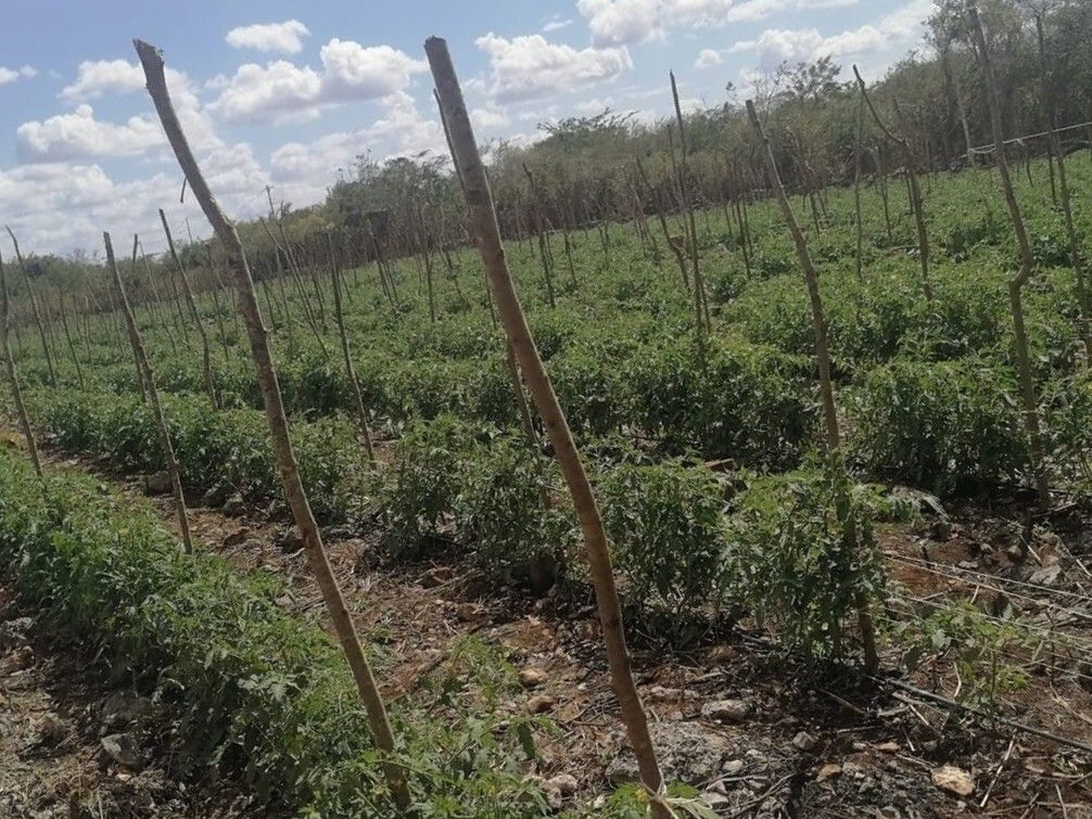 Lot in Yobain, Yobaín, photo 2 of 16
