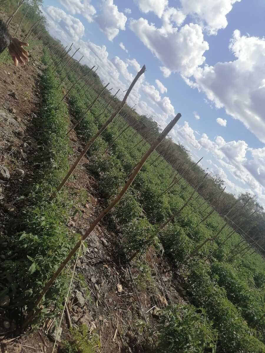 Lot in Yobain, Yobaín, photo 15 of 16