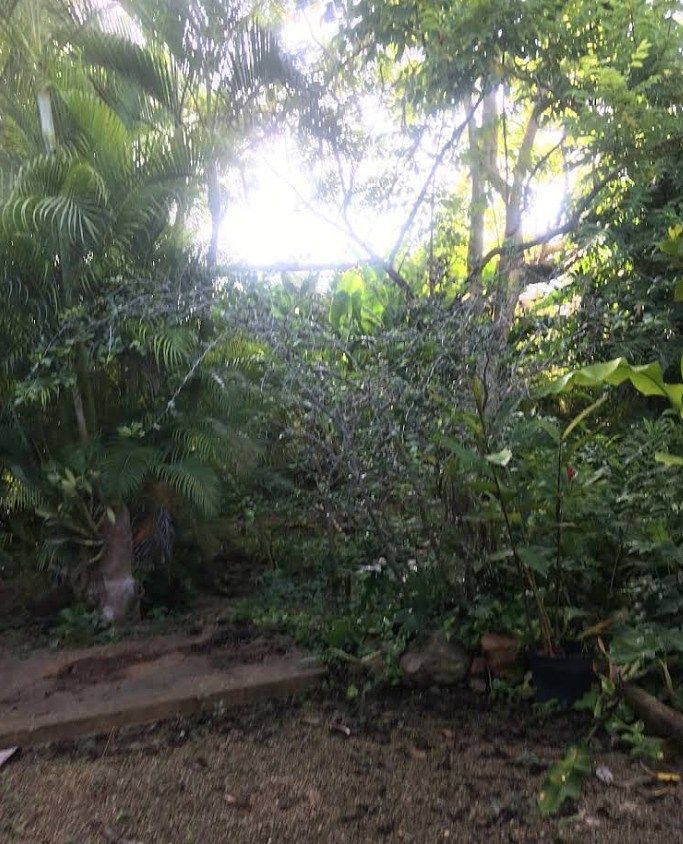 Lote em Teya, Kanasín, foto 4 de 6