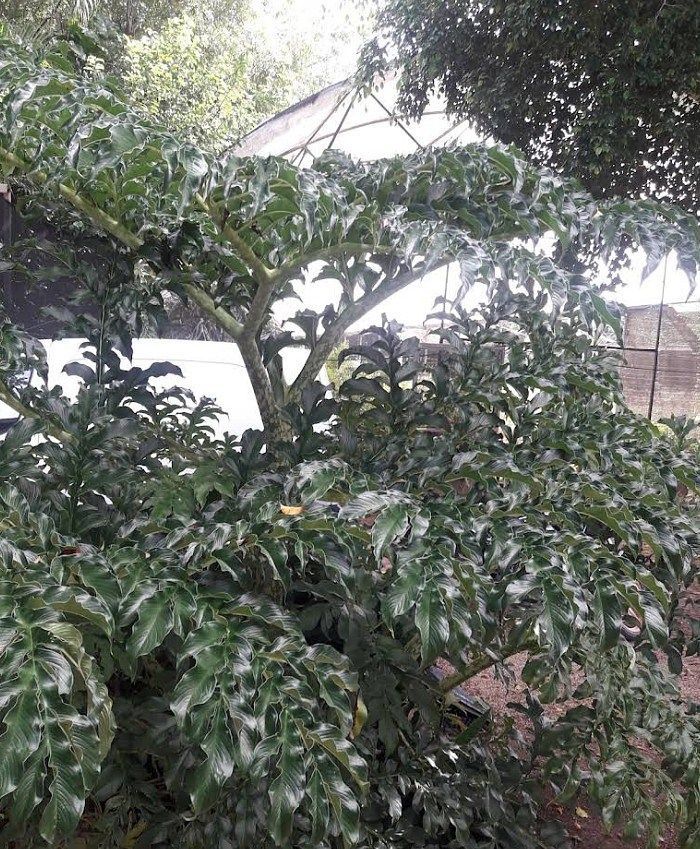 Lote em Teya, Kanasín, foto 5 de 6