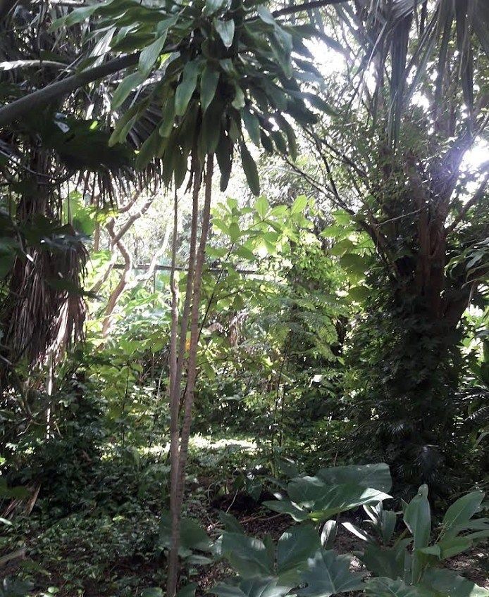 Lote em Teya, Kanasín, foto 6 de 6