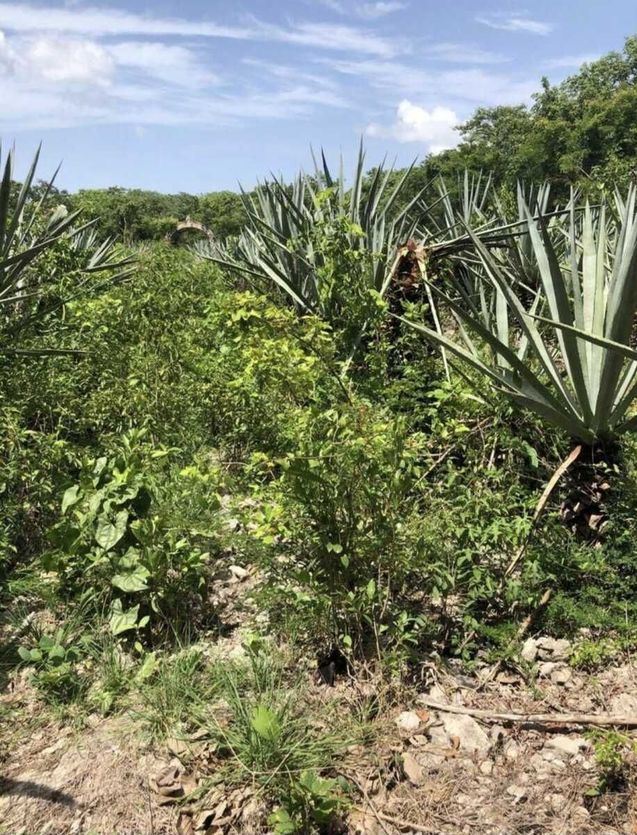 Lote em Hunucmá, Hunucmá, foto 6 de 8