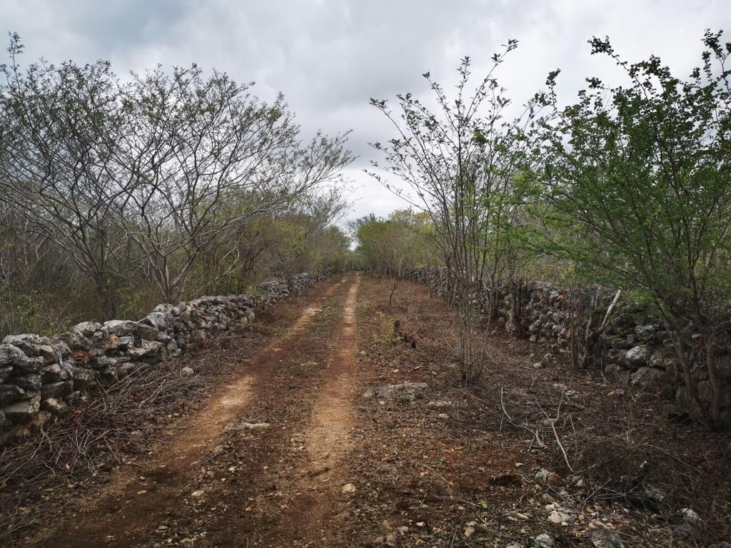 Lot in Sinanche, Sinanché, photo 2 of 8
