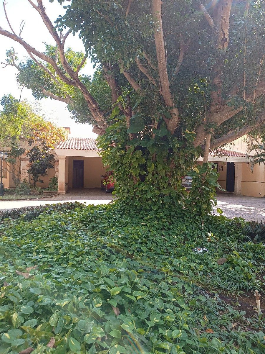Terreno en San Ramon Norte, Mérida, foto 14 de 24