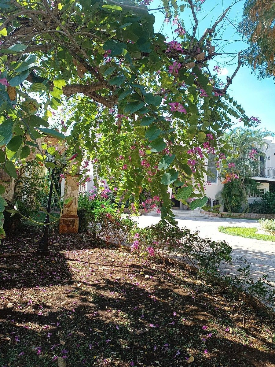 Terreno en San Ramon Norte, Mérida, foto 18 de 24