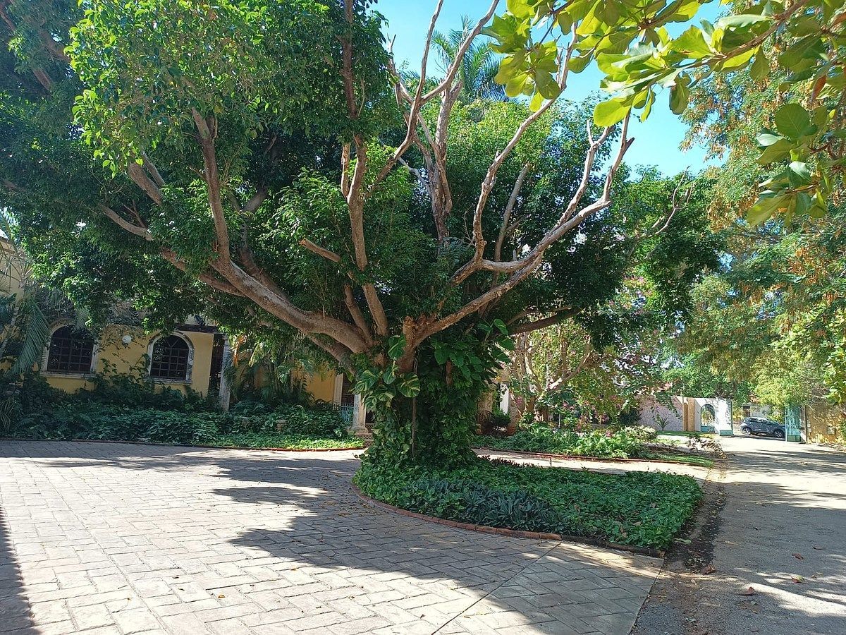 Terreno en San Ramon Norte, Mérida, foto 22 de 24
