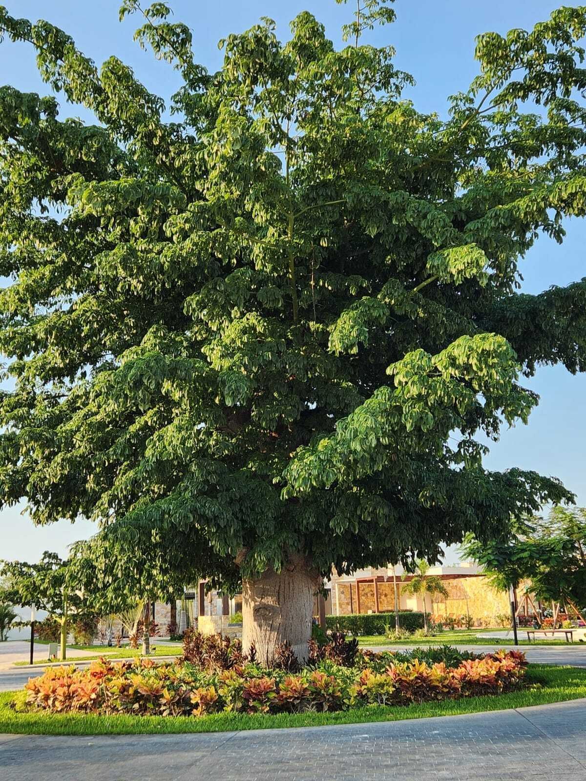 Lot in Tamanché, Mérida, photo 31 of 32
