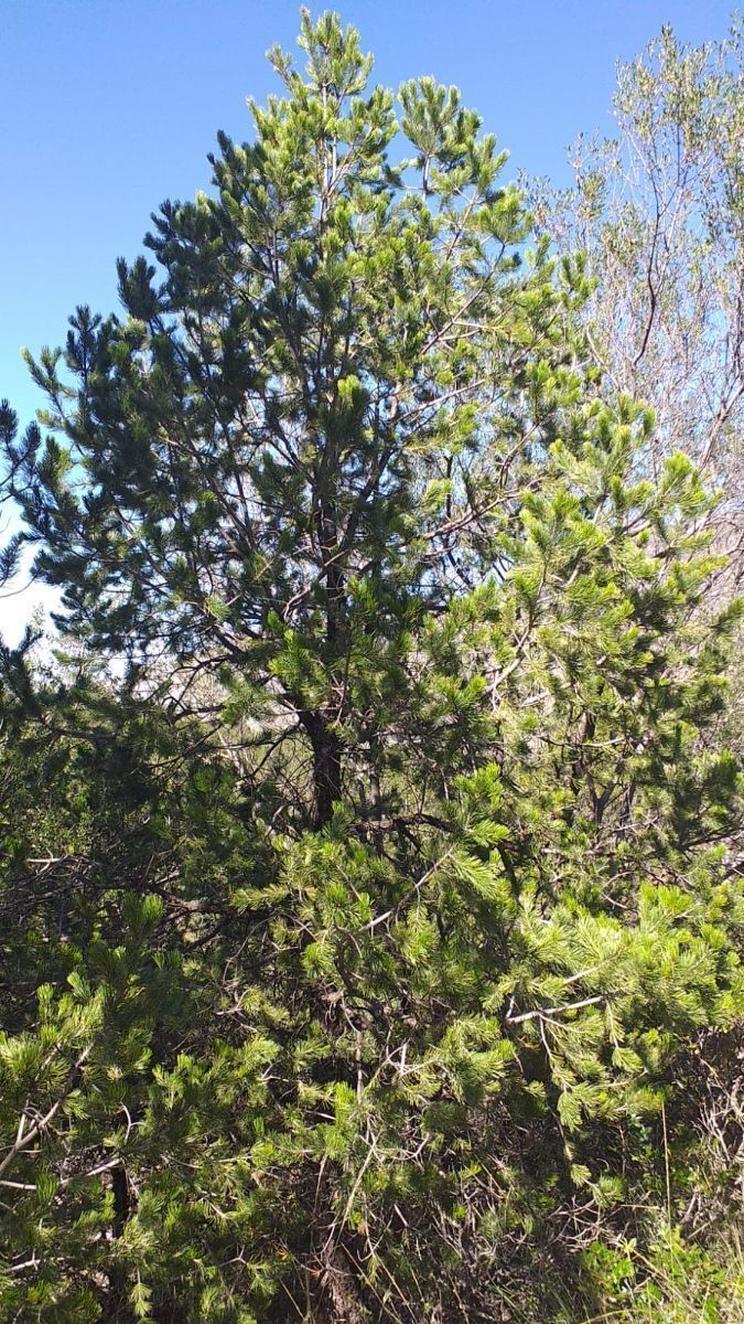 Terreno en San Isidro, Arteaga, foto 4 de 7