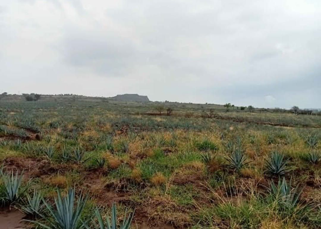 Lote em El Salto Centro, El Salto, foto 2 de 5