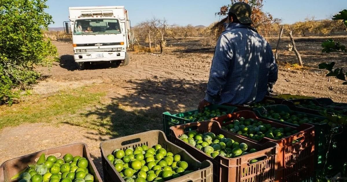 HUERTA DE LIMONES, EL FUTURO AGRICOLA DE YUCATAN IDEAL PARA INVERSOR PASIVO 🍋, foto 1 de 7