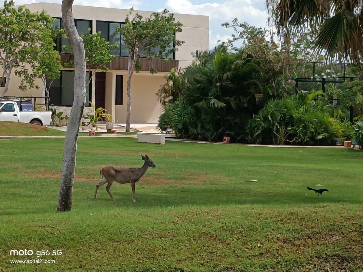 Lot in Yucatán Country Club, Mérida, photo 8 of 14