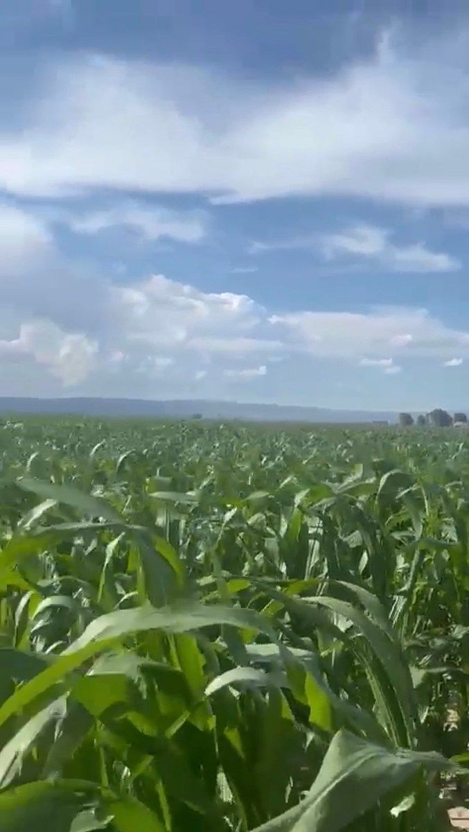 Fazenda em Parras, Parras, foto 4 de 10