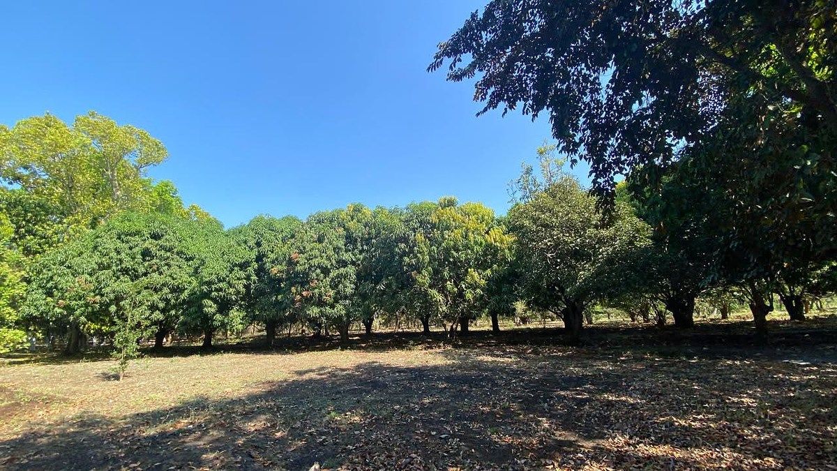 Terreno en China, Campeche, foto 7 de 18