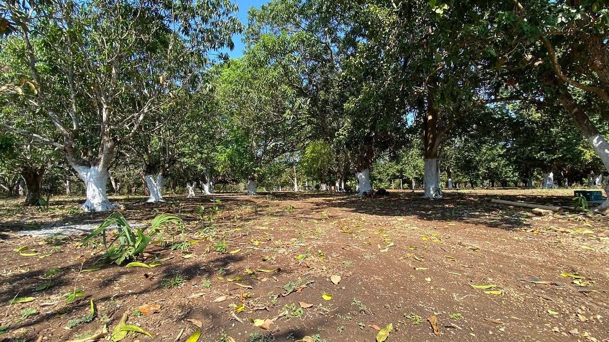 Terreno en China, Campeche, foto 14 de 18