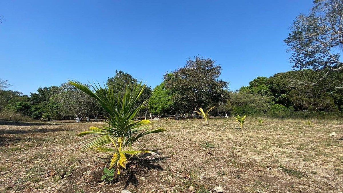 Terreno en China, Campeche, foto 16 de 18