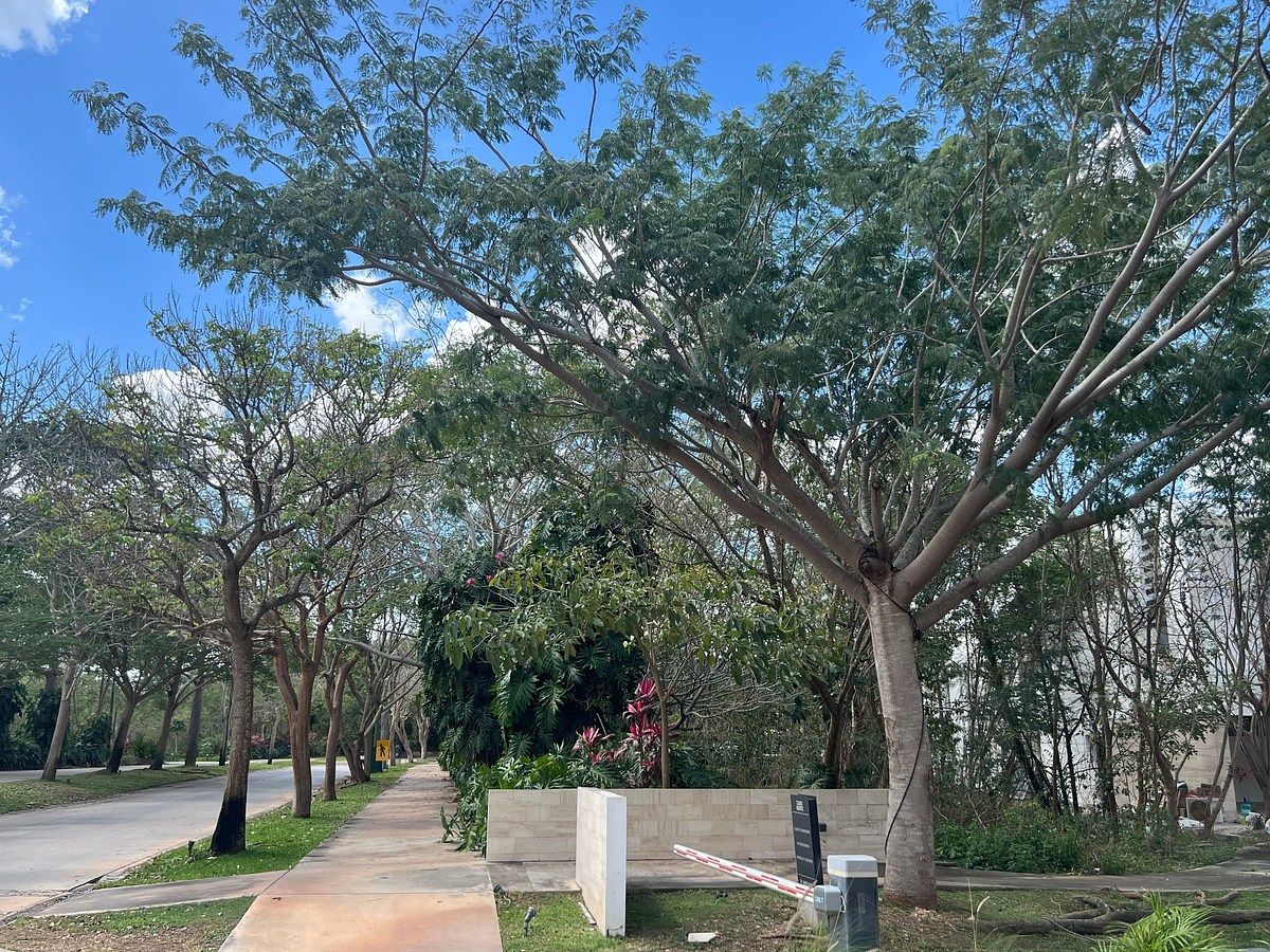 Terreno en Santa Gertrudis Copo, Mérida, foto 8 de 23