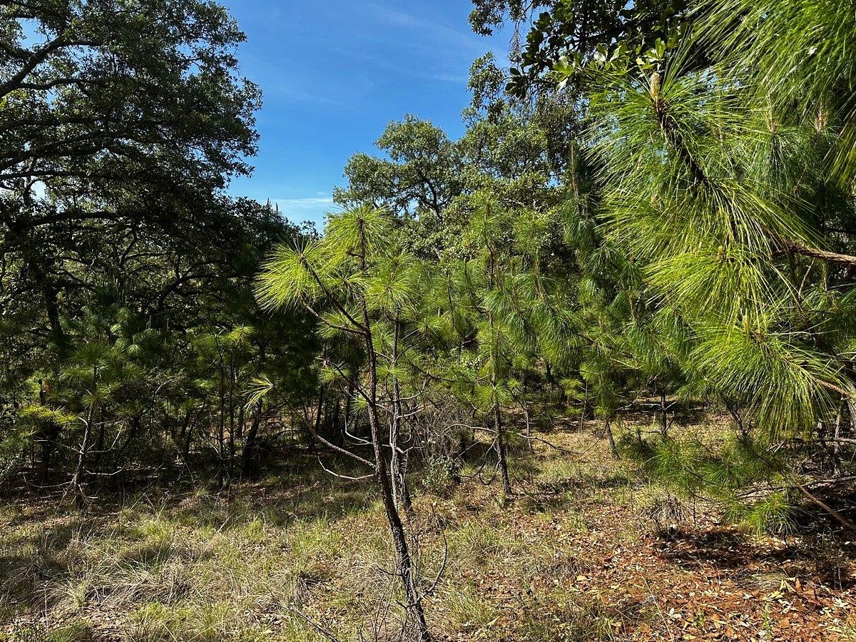 Sale of land in Atemajac de Brizuela, photo 1 of 11
