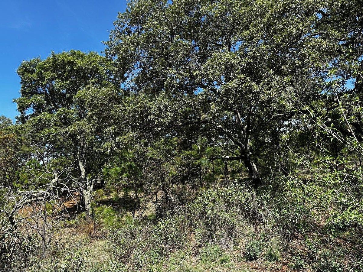 Lot in Atemajac de Brizuela, Atemajac de Brizuela, photo 9 of 11