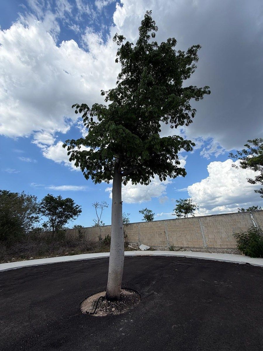 Terreno en Conkal, Conkal, foto 19 de 47