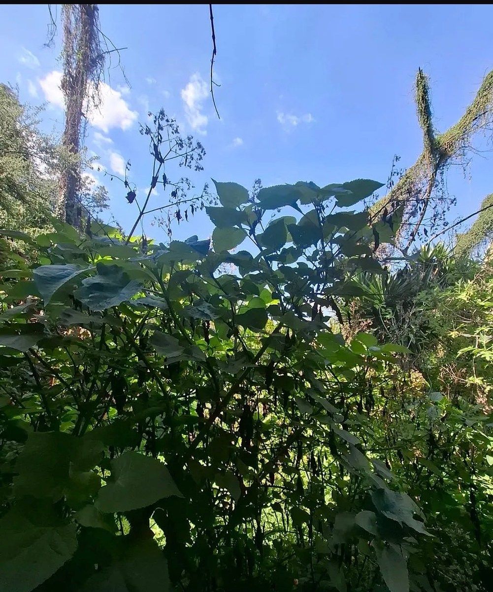 Lote em Lomas Altas, Miguel Hidalgo, foto 4 de 11