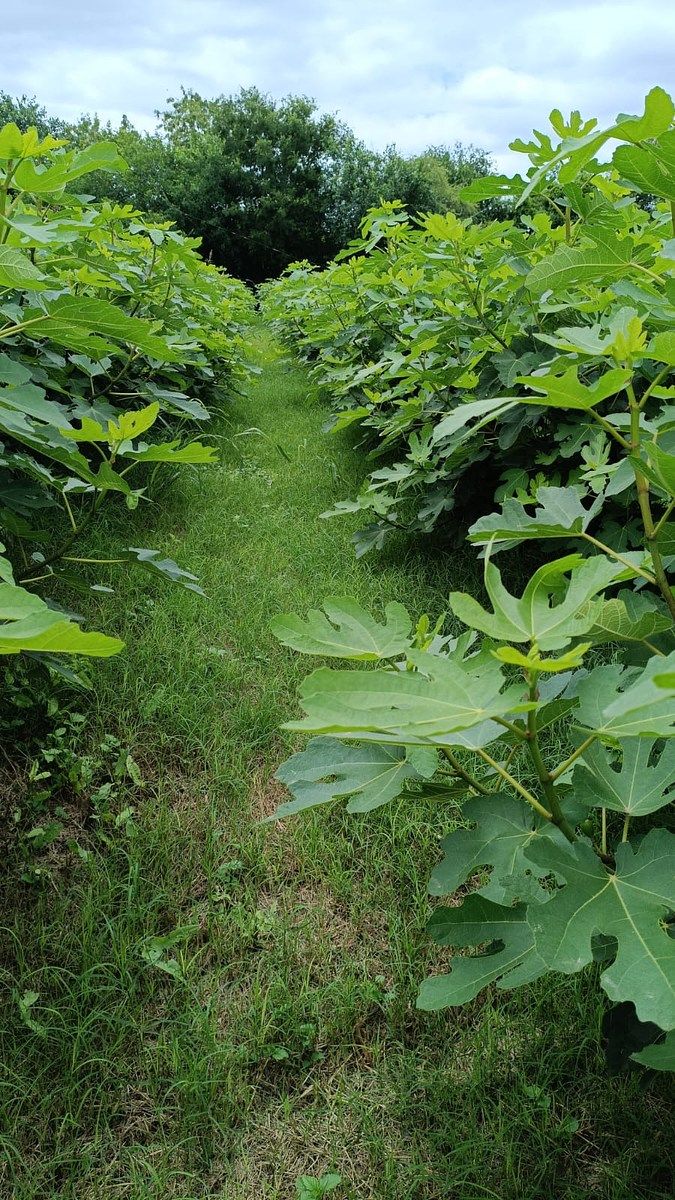 FIG PRODUCER RANCH FOR SALE 8 hectares, photo 1 of 9