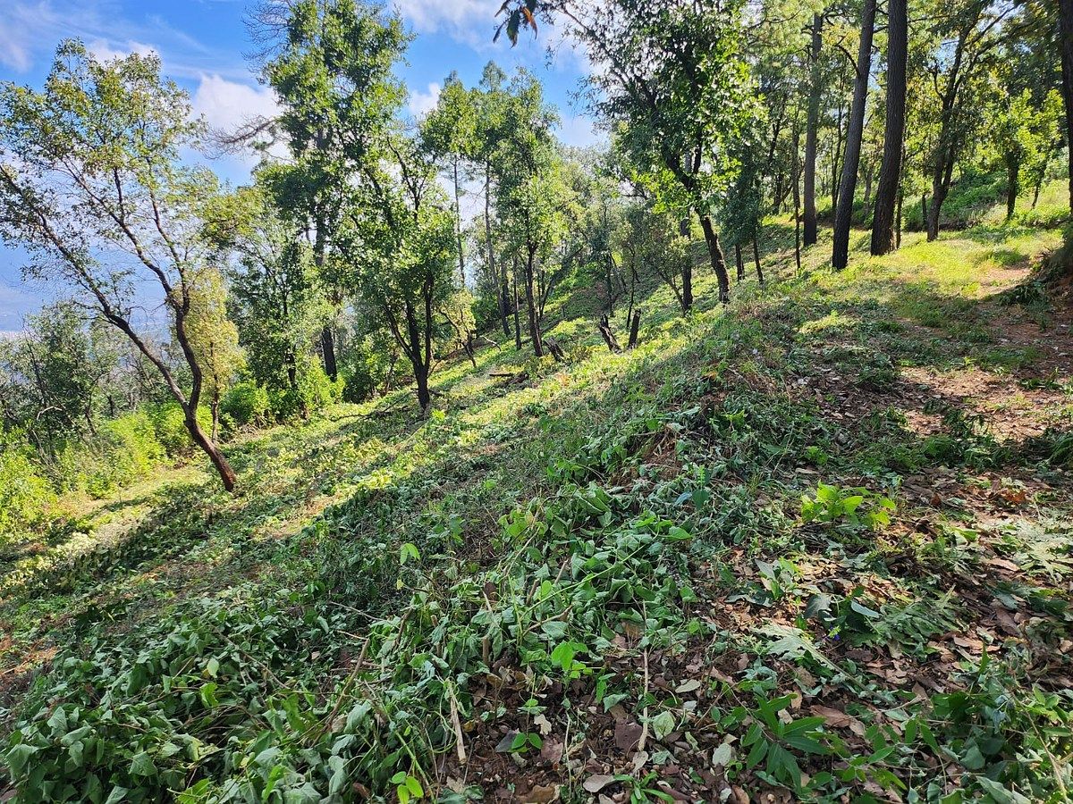 Lote em Mazamitla, Mazamitla, foto 5 de 5